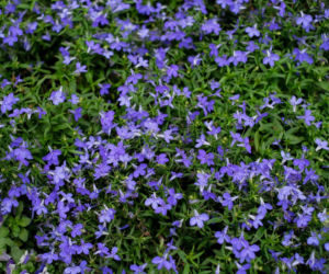 Kiedy i jak siać lobelię na rozsadę? Sprawdź!