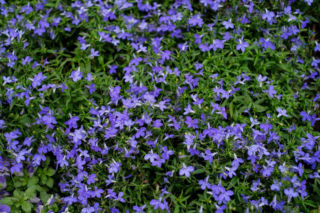 Kiedy i jak siać lobelię na rozsadę? Sprawdź!