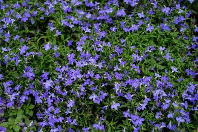 Lobelia przylądkowa