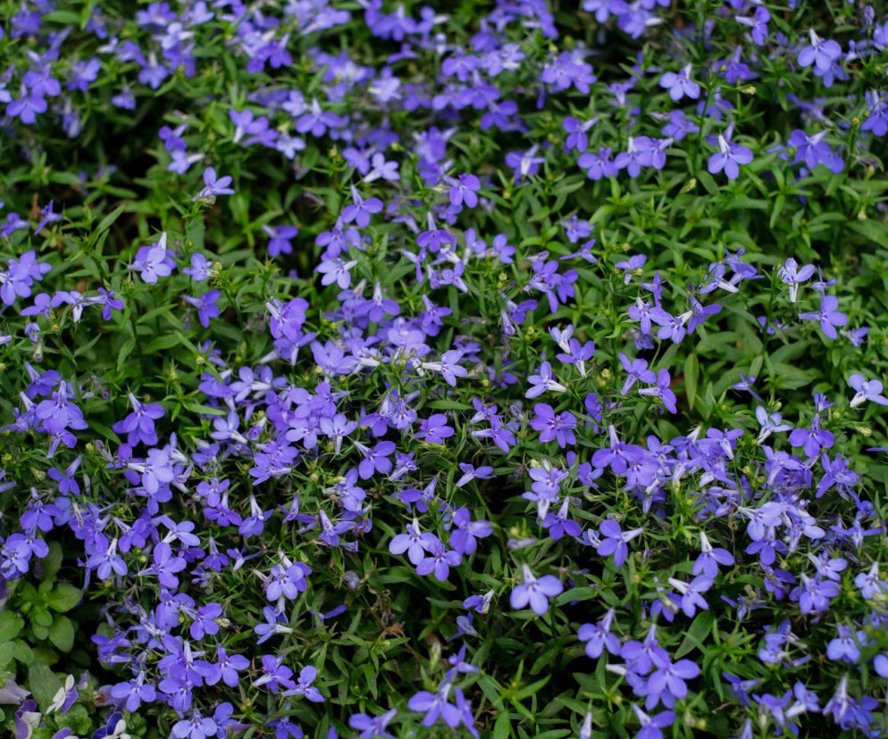 Lobelia przylądkowa