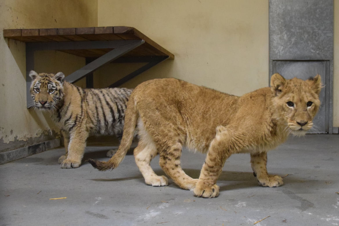Poznańskie ZOO ratuje dzikie zwierzęta z Ukrainy