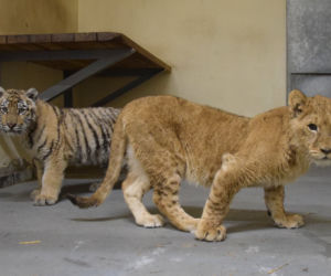 Poznańskie ZOO ratuje dzikie zwierzęta z Ukrainy