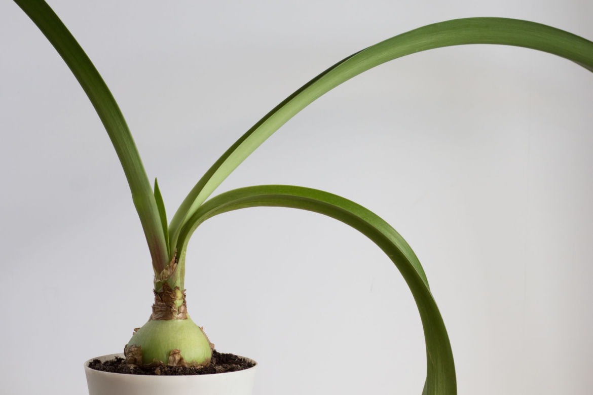 Kwiat hippeastrum