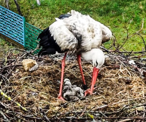 Bociani celebryta z Krutyni został tatą! Krutek doczekał się aż pięciorga piskląt