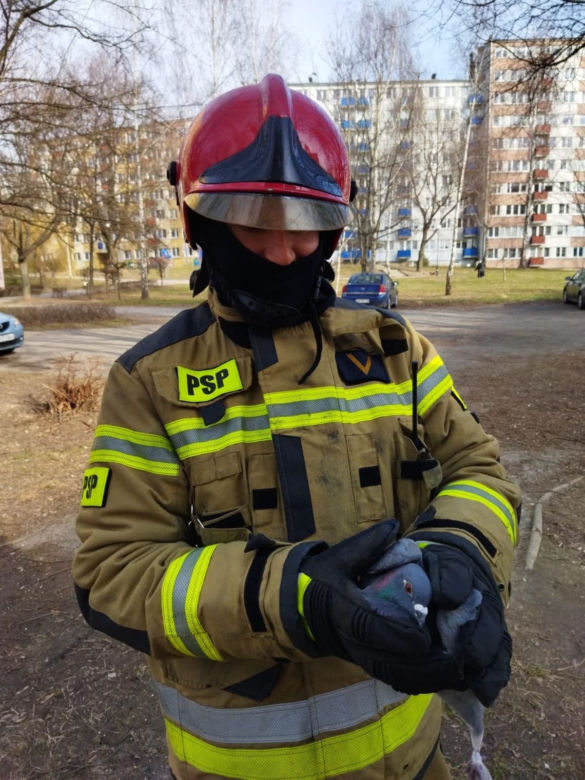 Gołąb został uwieziony na czubku drzewa. Strażacy z Lublina ruszyli mu na ratunek