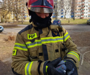 Gołąb został uwieziony na czubku drzewa. Strażacy z Lublina ruszyli mu na ratunek