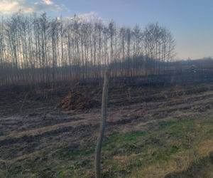 Wiosenna plaga: Pożary traw. Na zdjęciach akcja gaśnicza w Nowych Żukowicach