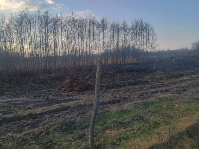 Wiosenna plaga: Pożary traw. Na zdjęciach akcja gaśnicza w Nowych Żukowicach