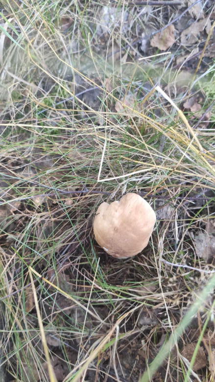 Grzybobranie Podkarpacie