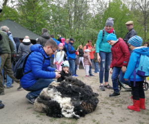 Owce z myślęcińskiego zoo pozbyły się nadmiaru wełny. Zobaczcie, jak wyglądało ich strzyżenie! [ZDJĘCIA]