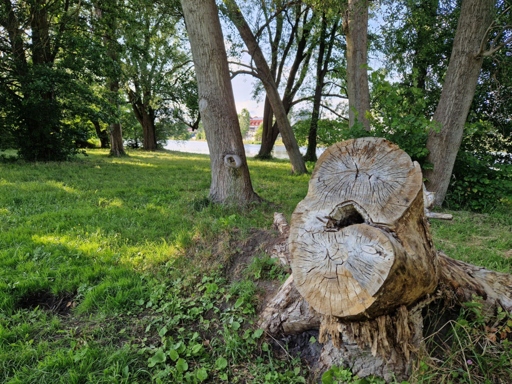 Park Centralny przed wielką zmianą! Zobacz, gdzie powstanie kąpielisko