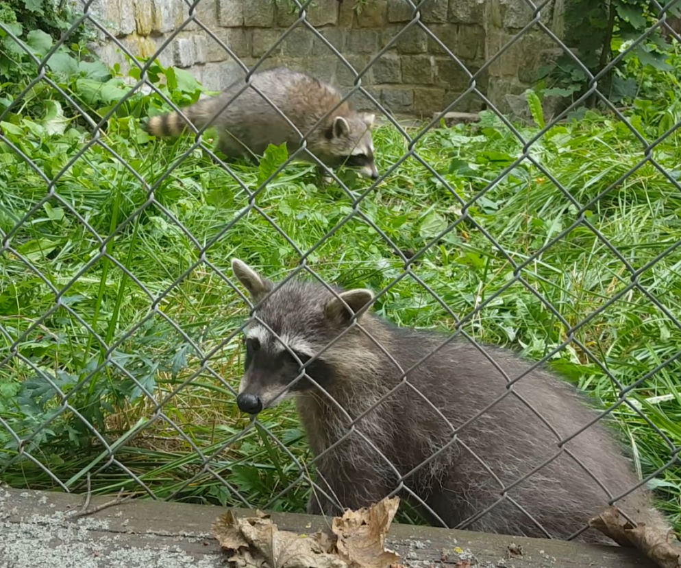 W Mini Zoo w Lesznie zamieszkały szopy pracze