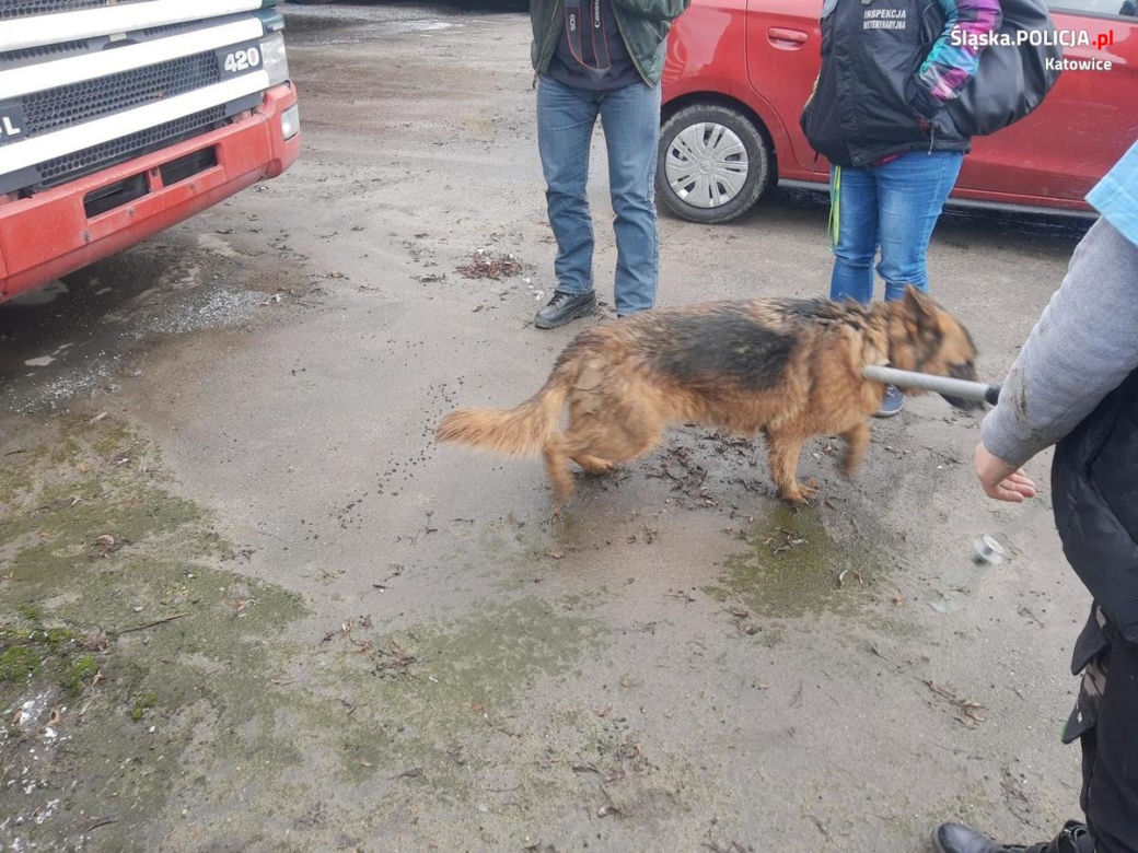 Katowice: Psy piły deszczówkę z własnymi fekaliami. Odebrano je właścicielowi