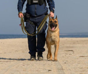 Scooby na tropie! Nowy policyjny pies już pokazuje, co potrafi w Lęborku [GALERIA]