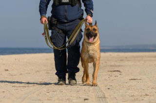 Nowy pies patrolowy w lęborskiej komendzie. Scooby ma już za sobą pierwsze udane akcje