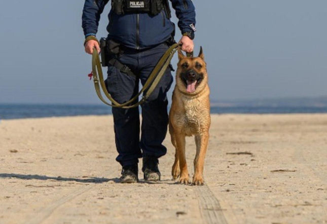Nowy pies patrolowy w lęborskiej komendzie. Scooby ma już za sobą pierwsze udane akcje