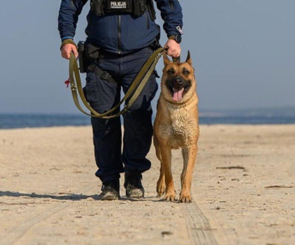 Scooby na tropie! Nowy policyjny pies już pokazuje, co potrafi w Lęborku [GALERIA]