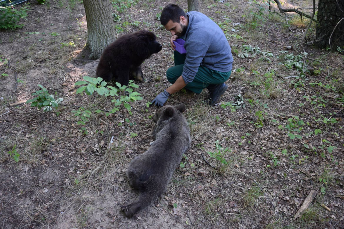 Cisna ma nowego przyjaciela. Oto Bari!