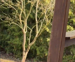 Szokujące nagranie z ogrodu Ewy Gawryluk! Takich gości się nie spodziewała