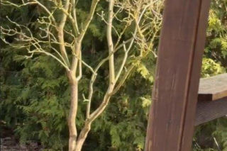 Szokujące nagranie z ogrodu Ewy Gawryluk! Takich gości się nie spodziewała