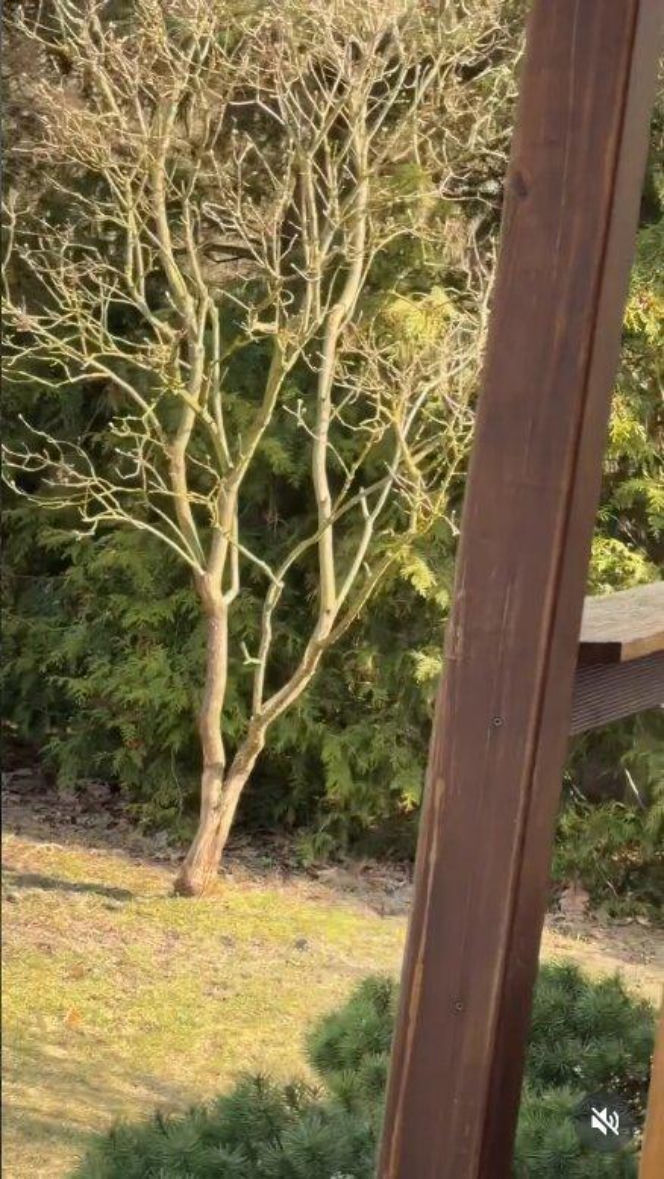 Szokujące nagranie z ogrodu Ewy Gawryluk! Takich gości się nie spodziewała