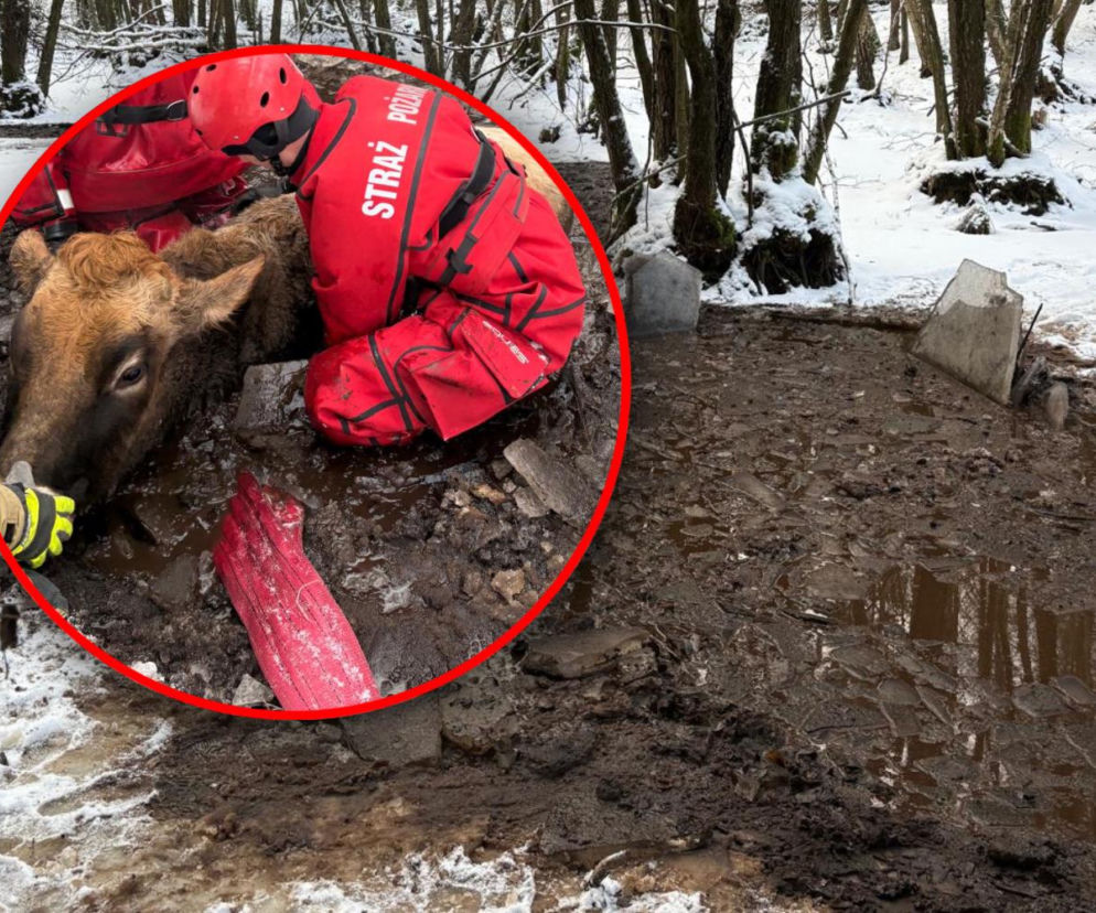 Krowa omal nie utonęła w bagnie. Z pomocą ruszyli strażacy