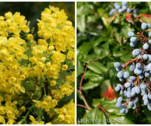 Krzewy ozdobne: mahonia
