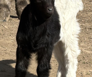 Słodka kózka z Wojciechowa szuka imienia