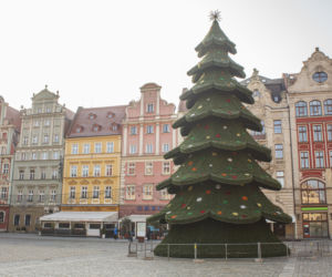 Nowa choinka na Rynku we Wrocławiu