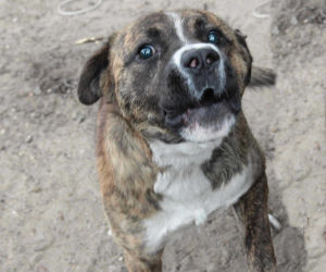 Watahy zdziczałych psów atakują wieś! Rozrywają koty, rzuciły się na dziecko!