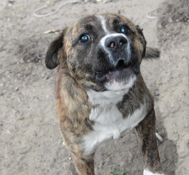 Watahy zdziczałych psów atakują wieś! "Rozrywają koty, rzuciły się na dziecko!