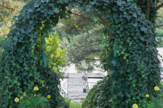 Jakim pnączem obsadzić metalową bramkę wejściową na działkę?