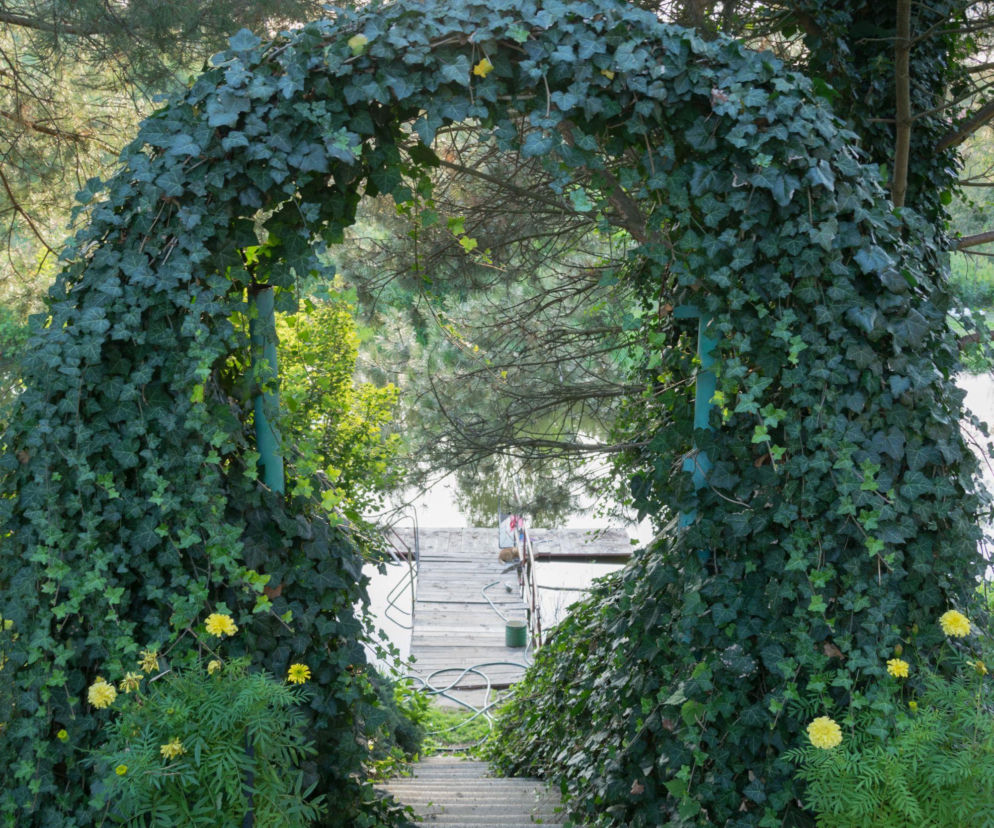 Pnącze na bramce wejściowej
