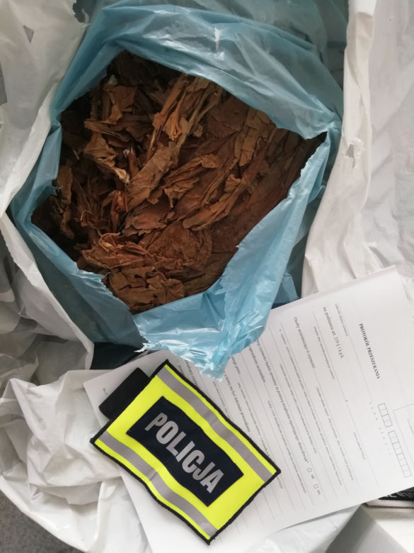Łódzkie: Miały rosnąć pomidory, rosła MARIHUANA! 63-latek miał FABRYKĘ narkotyków 