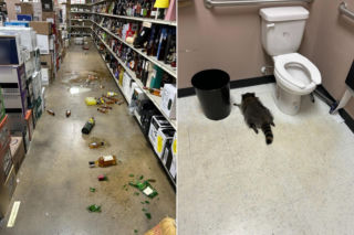 Szop włamał się do monopolowego. Musisz zobaczyć, jak to się skończyło