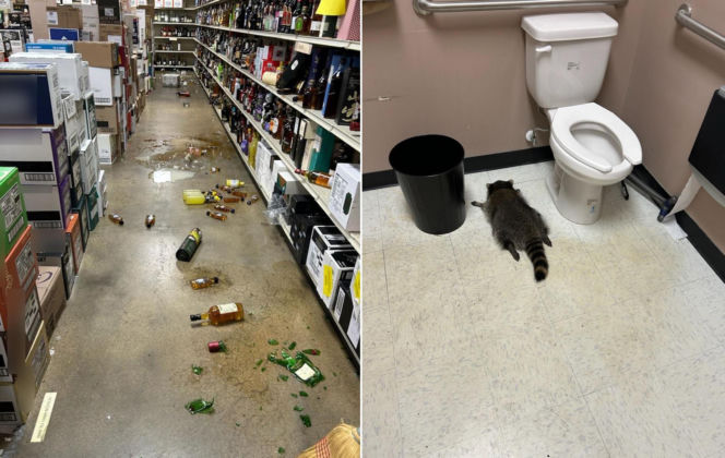 Nawalony szop pracz podejrzewany o dwa inne włamania. „Wróci. Głupi nie jest”