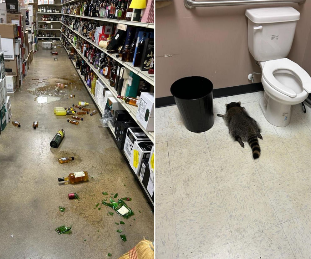 Szop włamał się do monopolowego. Musisz zobaczyć, jak to sie skończyło