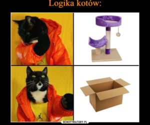 Dzień Kota 2021. Rasowe, dachowce, małe i duże. Dziś KOTY mają swoje święto [MEMY]