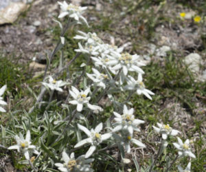 Szarotka alpejska