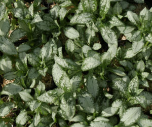 Miodunka 'Moonshine'