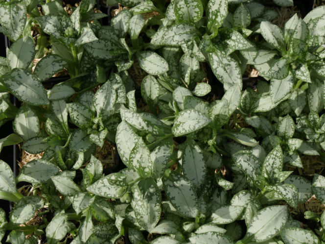 Miodunka 'Moonshine'