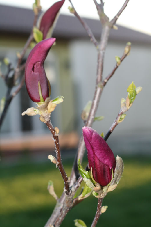 Magnolia 'Susan' 