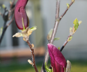 Magnolia 'Susan' 