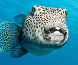 Fugu