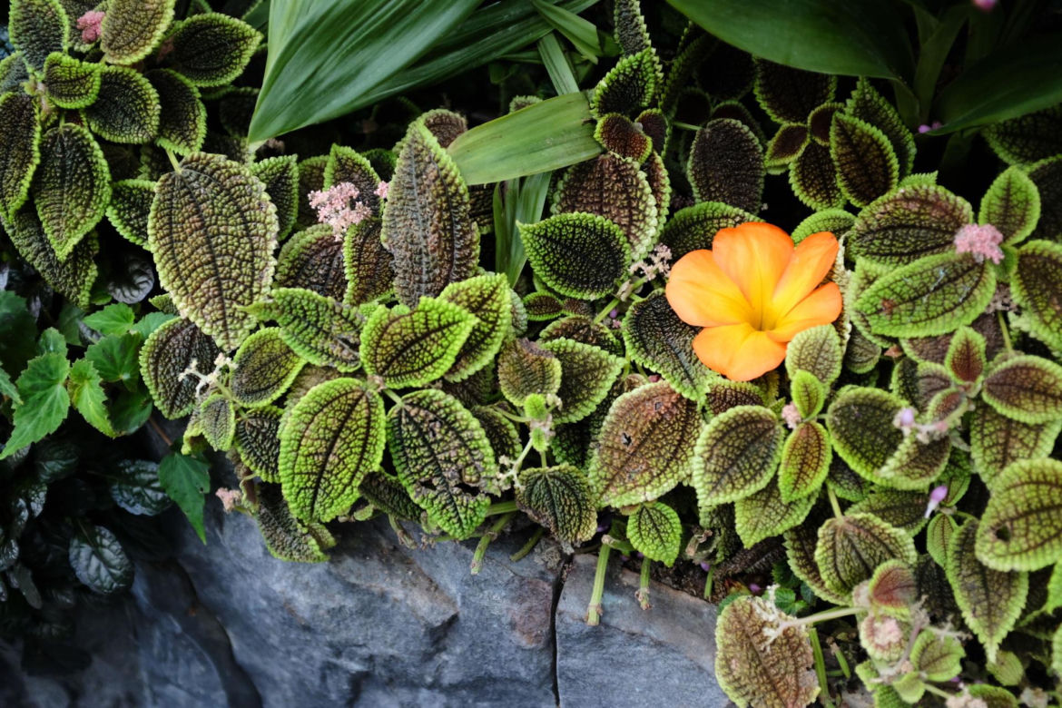 Pilea involucrata. Kwiat przyjaźni, który pięknie wygląda w każdym wnętrzu