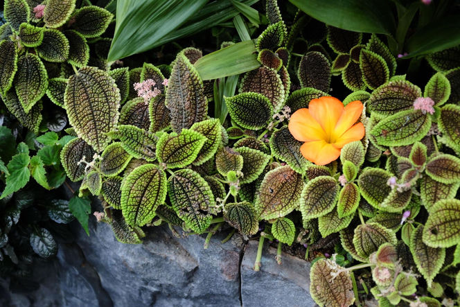 Pilea involucrata. Kwiat przyjaźni, który pięknie wygląda w każdym wnętrzu