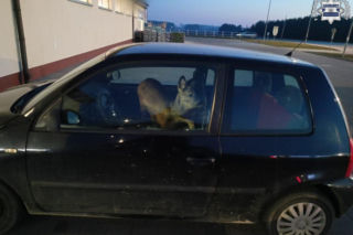 Potrąciła sarnę w drodze do pracy. Zwierzę zabrała ze sobą na przednie siedzenie