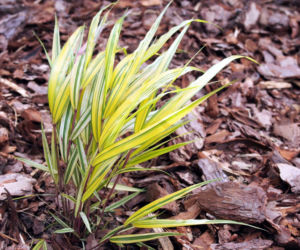 Hakonechloa smukła 