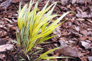 Hakonechloa smukła  - Hakonechloa macra