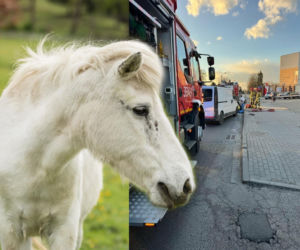 Spłoszony koń wpadł pod samochód dostawczy. Ranny kucyk uśpiony